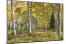 Wood Mount