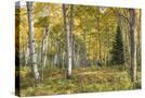 Stretched Canvas