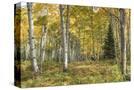 Stretched Canvas