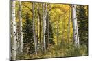 Wood Mount