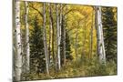 Wood Mount