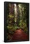 Essential Black