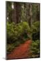 Wood Mount