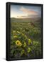Essential Black