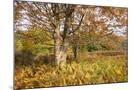 Wood Mount