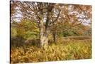 Stretched Canvas