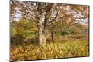 Wood Mount