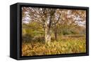 Canvas Black