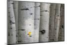 Wood Mount