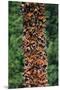 Wood Mount
