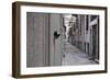 Dantel Street Cat-Ali Ayer-Framed Giclee Print