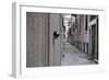 Dantel Street Cat-Ali Ayer-Framed Giclee Print