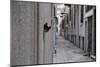 Dantel Street Cat-Ali Ayer-Mounted Giclee Print