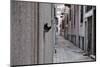 Dantel Street Cat-Ali Ayer-Mounted Photographic Print