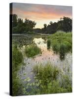 Danube-Auen National Park, Near Orth on the Danube, Lower Austria, Austria-Rainer Mirau-Stretched Canvas