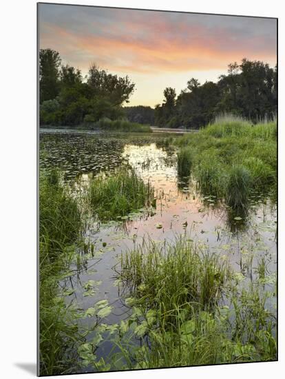 Danube-Auen National Park, Near Orth on the Danube, Lower Austria, Austria-Rainer Mirau-Mounted Photographic Print