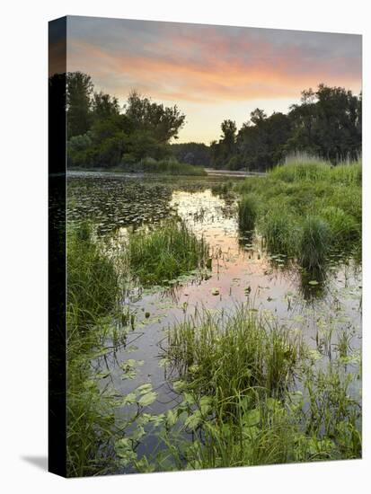 Danube-Auen National Park, Near Orth on the Danube, Lower Austria, Austria-Rainer Mirau-Stretched Canvas