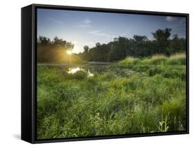 Danube-Auen National Park, Near Orth on the Danube, Lower Austria, Austria-Rainer Mirau-Framed Stretched Canvas