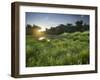 Danube-Auen National Park, Near Orth on the Danube, Lower Austria, Austria-Rainer Mirau-Framed Photographic Print