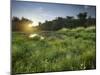 Danube-Auen National Park, Near Orth on the Danube, Lower Austria, Austria-Rainer Mirau-Mounted Photographic Print