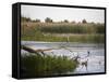 Danube River Delta, Romania, Europe-Marco Cristofori-Framed Stretched Canvas