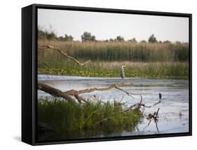 Danube River Delta, Romania, Europe-Marco Cristofori-Framed Stretched Canvas