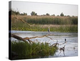 Danube River Delta, Romania, Europe-Marco Cristofori-Stretched Canvas