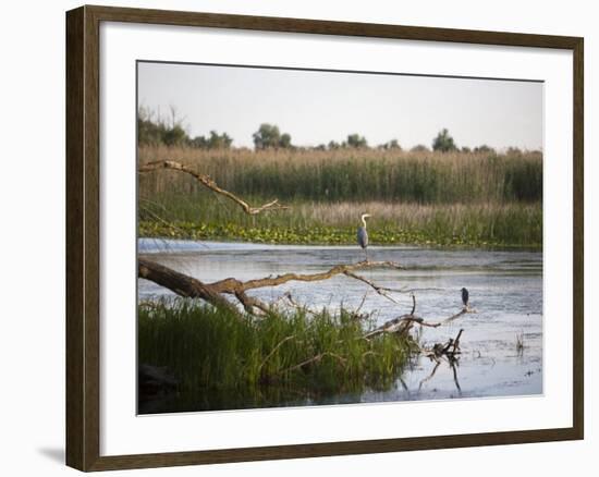 Danube River Delta, Romania, Europe-Marco Cristofori-Framed Photographic Print