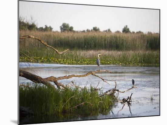 Danube River Delta, Romania, Europe-Marco Cristofori-Mounted Photographic Print