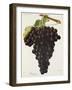 Danugue Grape-J. Troncy-Framed Giclee Print