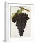 Danugue Grape-J. Troncy-Framed Giclee Print