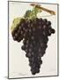 Danugue Grape-J. Troncy-Mounted Giclee Print