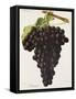 Danugue Grape-J. Troncy-Framed Stretched Canvas