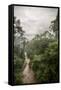 Danum Valley, Sabah, Malaysian Borneo, Malaysia, Southeast Asia, Asia-James Morgan-Framed Stretched Canvas