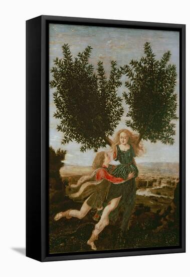 Daphne and Apollo, c.1470-80-Antonio Pollaiolo-Framed Stretched Canvas