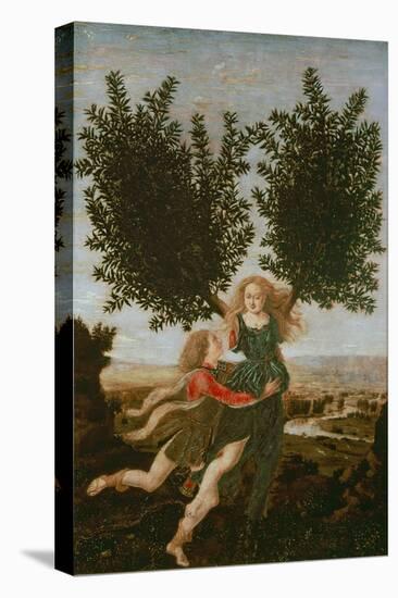 Daphne and Apollo, c.1470-80-Antonio Pollaiolo-Stretched Canvas