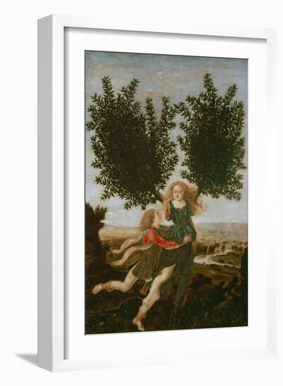 Daphne and Apollo, c.1470-80-Antonio Pollaiolo-Framed Giclee Print