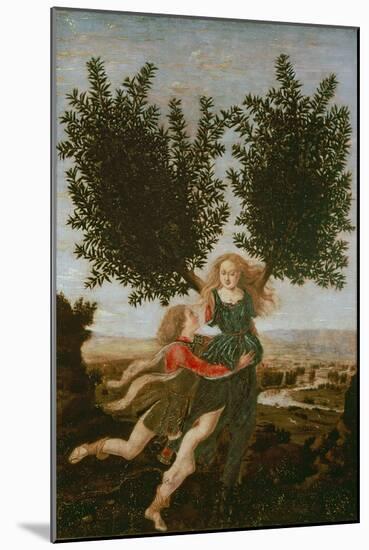 Daphne and Apollo, c.1470-80-Antonio Pollaiolo-Mounted Giclee Print