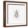 Brown Frame