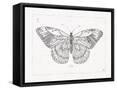 Framed Canvas