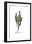 Daphne Gnidium, Flora Graeca-Ferdinand Bauer-Framed Giclee Print