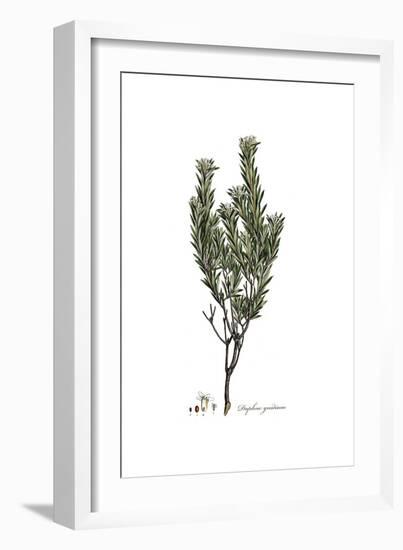 Daphne Gnidium, Flora Graeca-Ferdinand Bauer-Framed Giclee Print