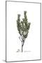 Daphne Gnidium, Flora Graeca-Ferdinand Bauer-Mounted Giclee Print