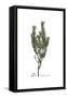 Daphne Gnidium, Flora Graeca-Ferdinand Bauer-Framed Stretched Canvas