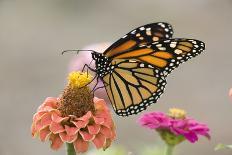 Monarch Butterfly (Danaus plexippus) adult, feeding on zinnia flower in garden, North Dakota, USA-Daphne Kinzler-Stretched Canvas