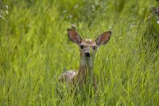 White-tailed Deer (Odocoileus virginianus) fawn, standing in long grass, North Dakota, USA july-Daphne Kinzler-Photographic Print