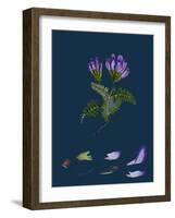 Daphne Mezereum; Mezereon-null-Framed Giclee Print