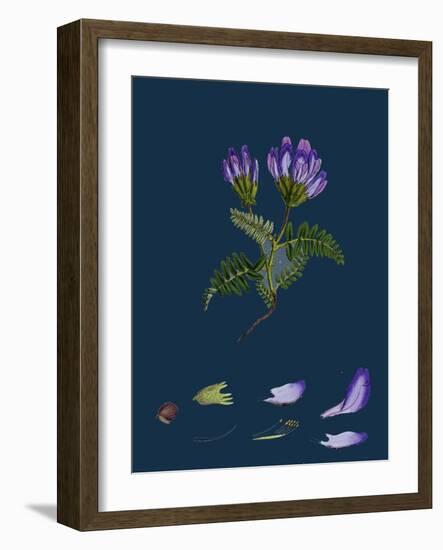 Daphne Mezereum; Mezereon-null-Framed Giclee Print