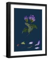 Daphne Mezereum; Mezereon-null-Framed Giclee Print