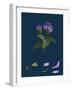 Daphne Mezereum; Mezereon-null-Framed Giclee Print